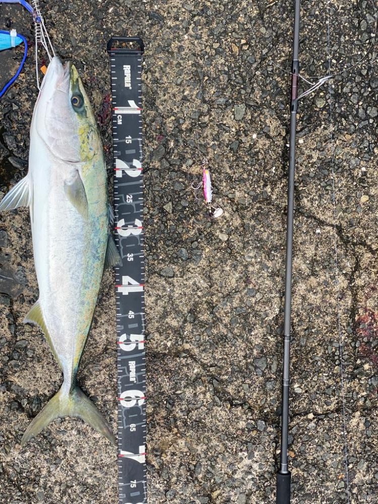 ついに!泉州青物来ました