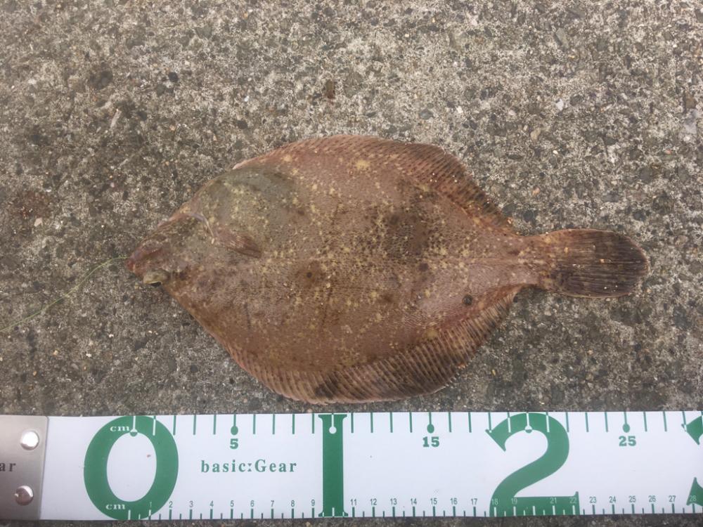 カレイを求めて