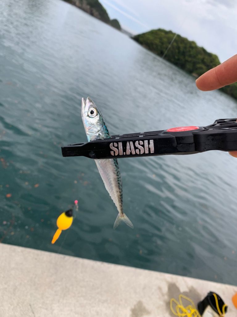 ファミリーサビキ^ ^