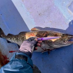 オフショア　五目ジギング