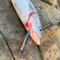 クロスライドブレードでハマチ!