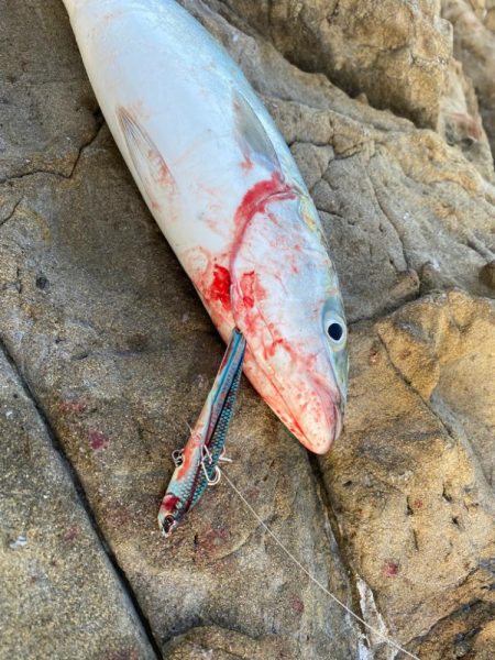 クロスライドブレードでハマチ!