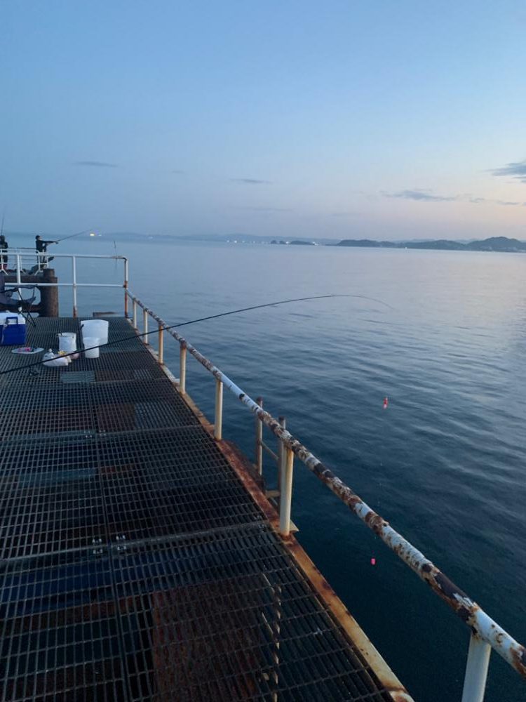 やっぱりガシラ