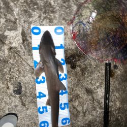 春アオリ狙いのはずが、天敵サメでした。