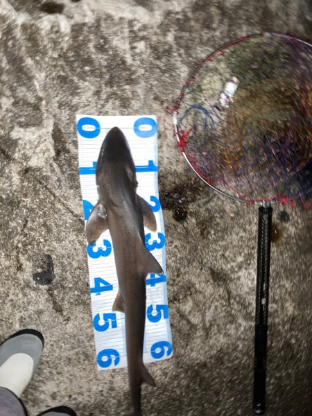 春アオリ狙いのはずが、天敵サメでした。