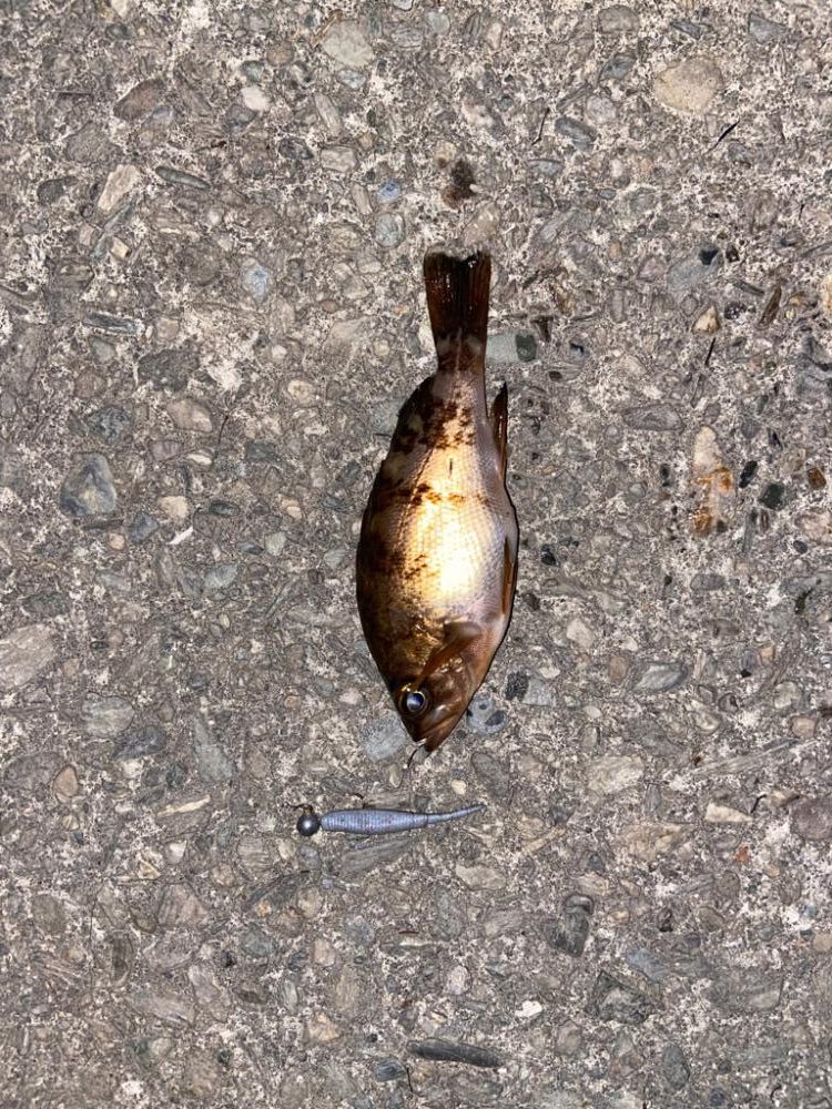 小メバルライズ