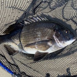 淀川ブリームゲーム　22メタのファーストフ…