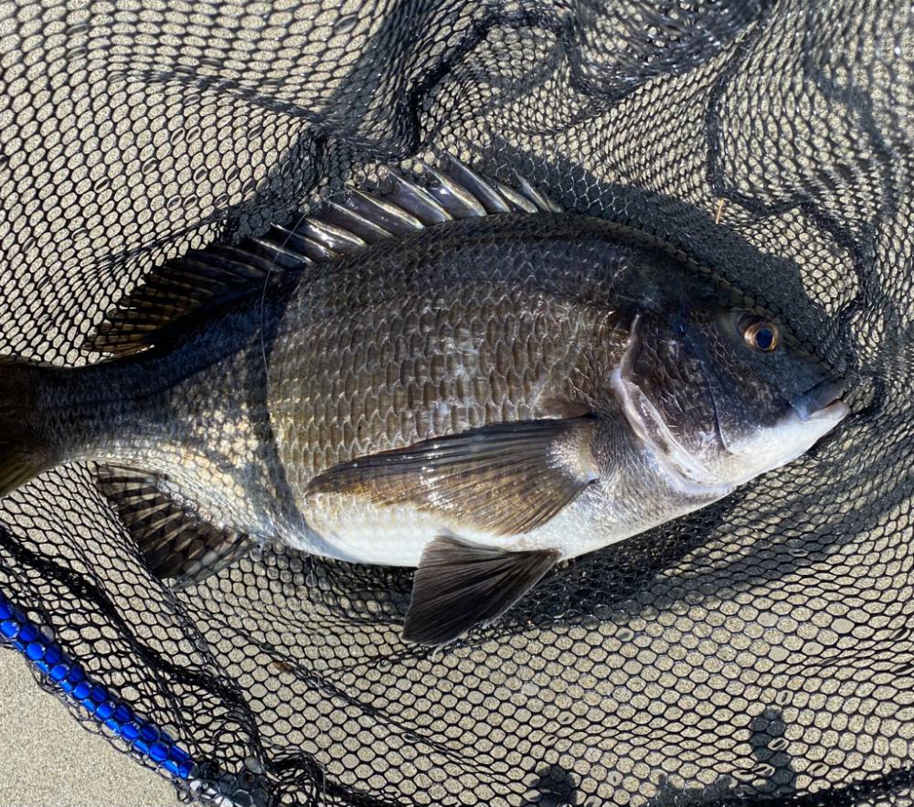 淀川ブリームゲーム　22メタのファーストフィッシュ！