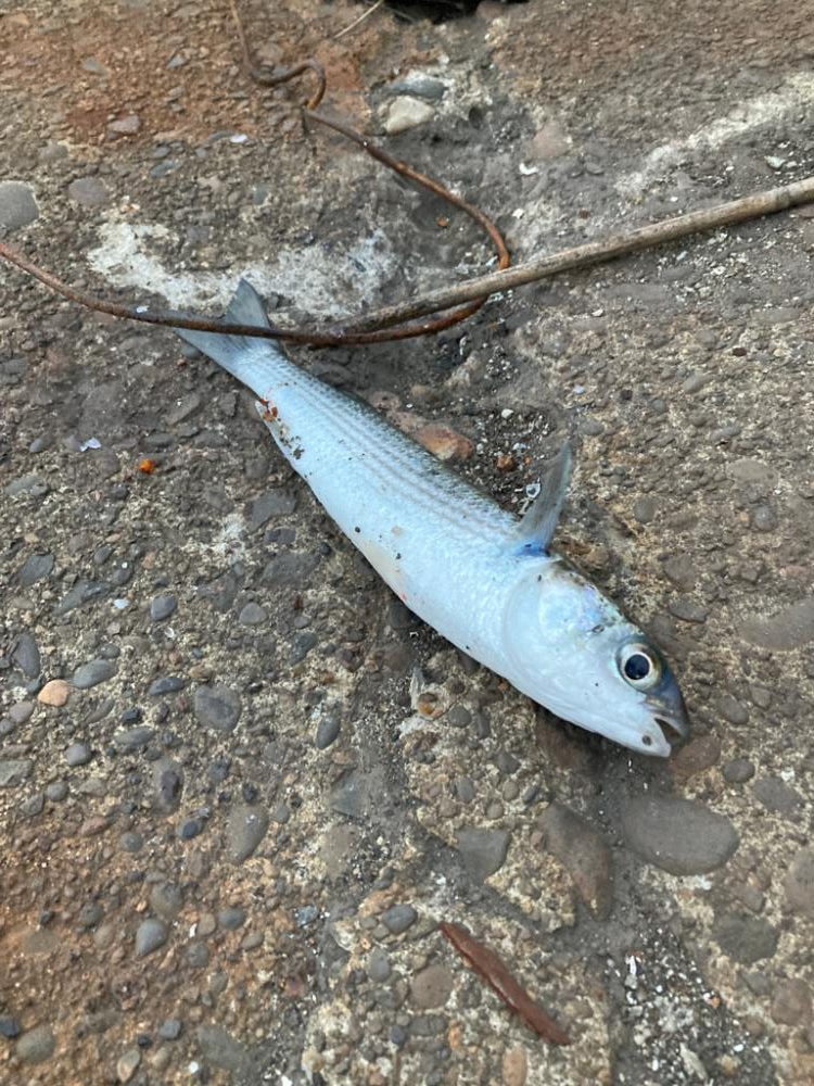 イナッコの大群に邪魔されて