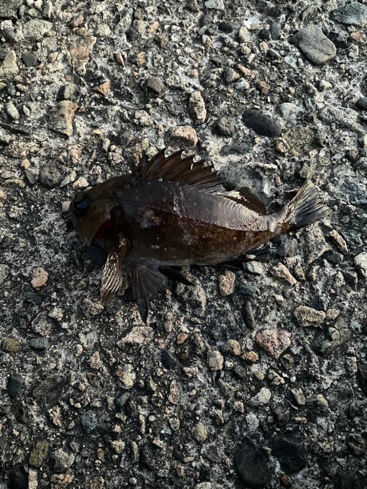 春が来たのでメバリング