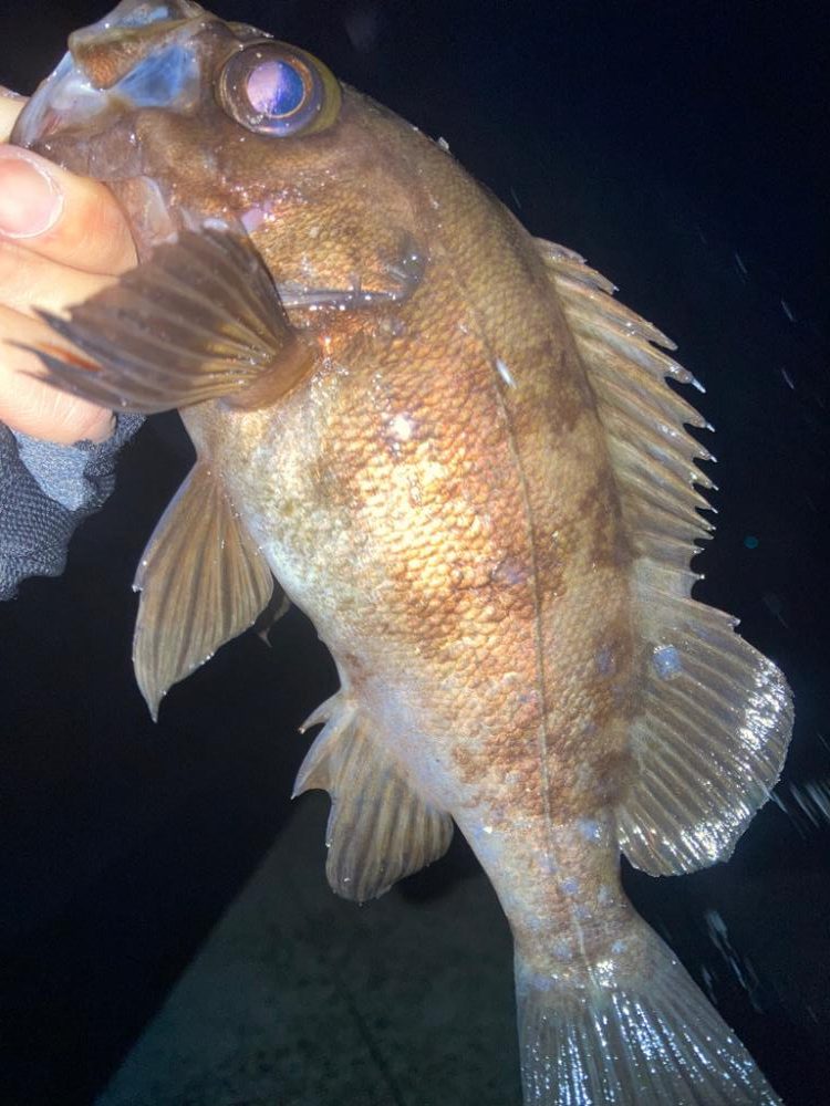 2022ライトゲーム第10戦