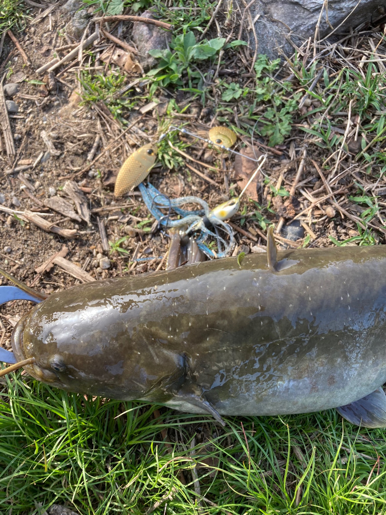 スピナベを巻き続けた結果