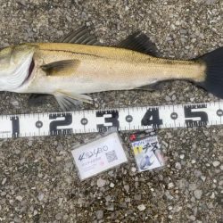 チヌ針改めて1号の強さ