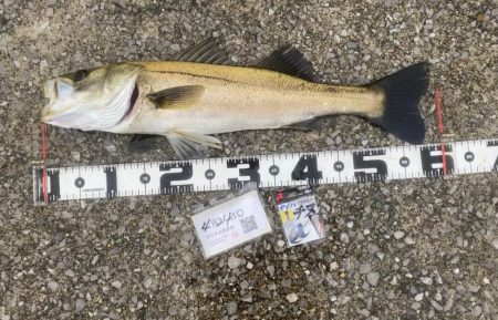 チヌ針改めて1号の強さ