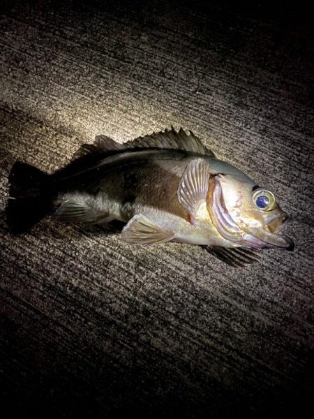 自己記録更新！