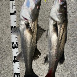 バチ抜けシーバス