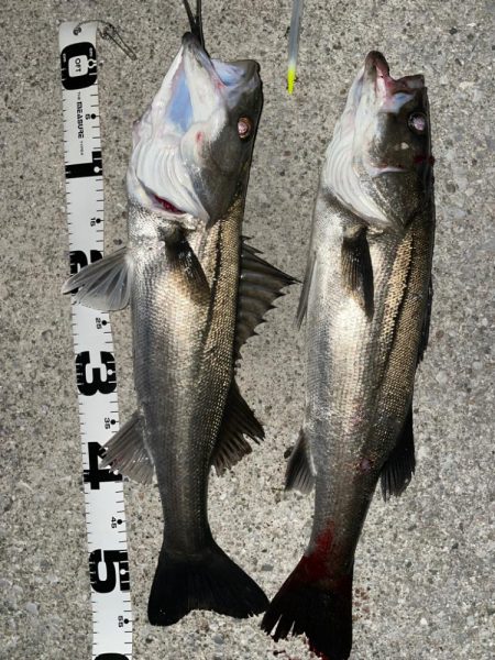 バチ抜けシーバス