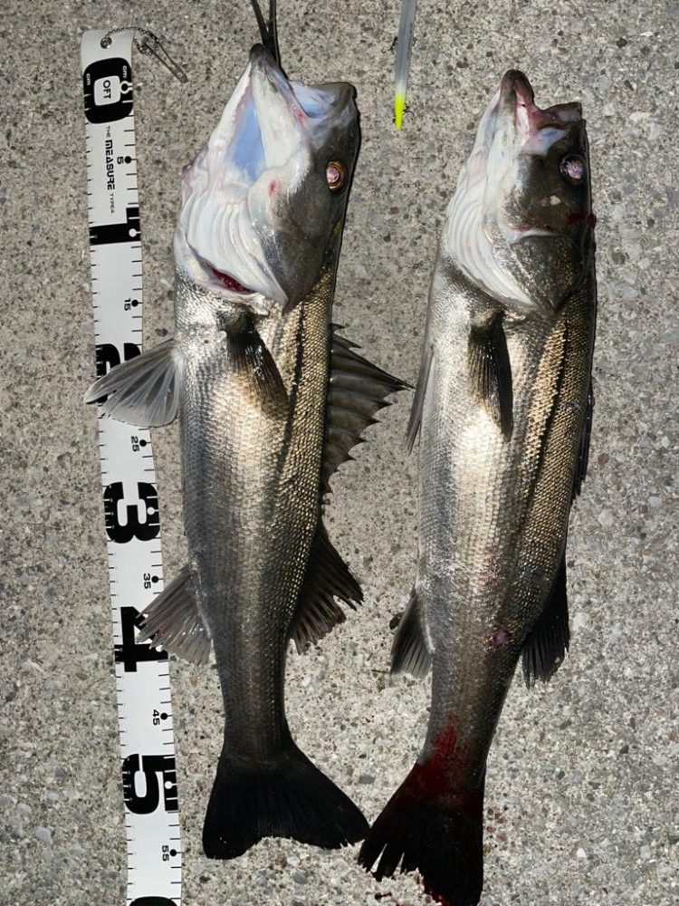 バチ抜けシーバス