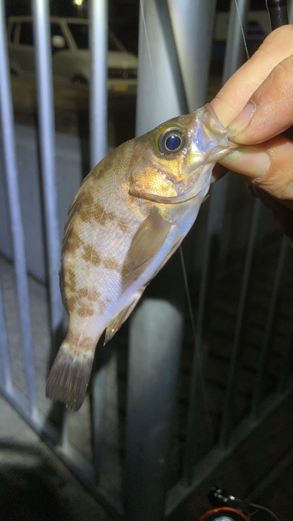 めっちゃ久しぶりメバル