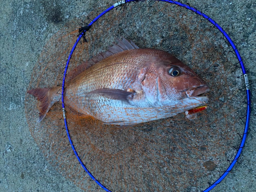 チーバスとマダイ