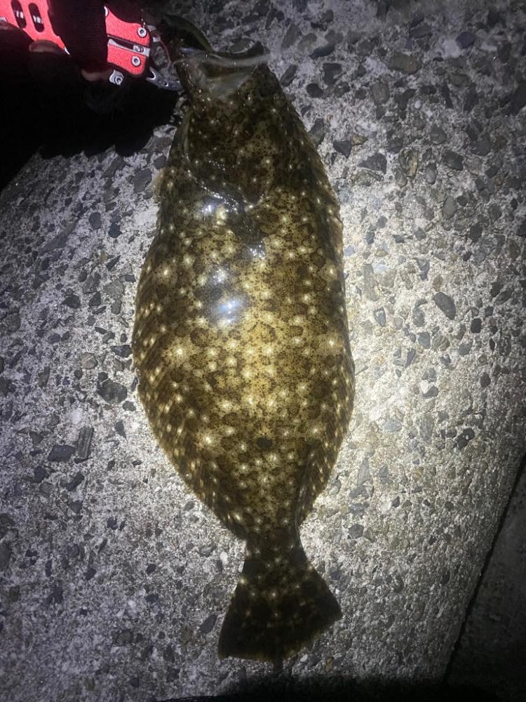 ナイトヒラメ＋ナイトガシラ