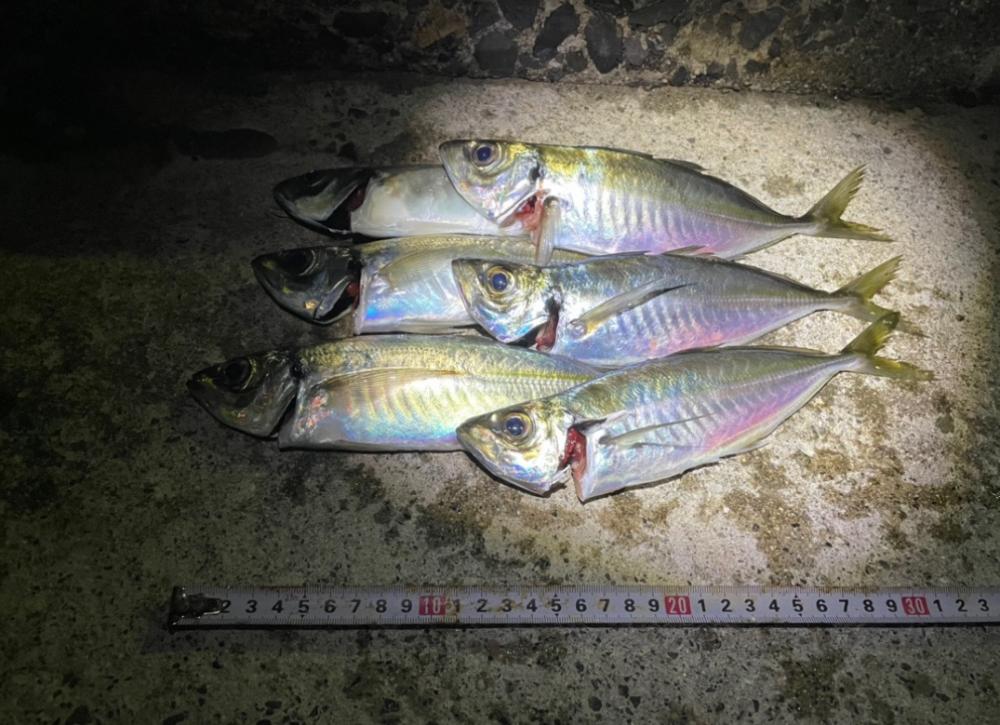 久々のアジング