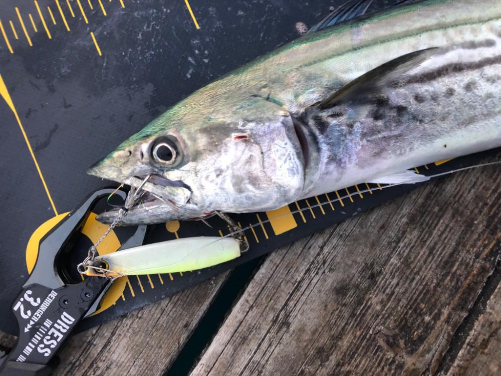 ショアジギング