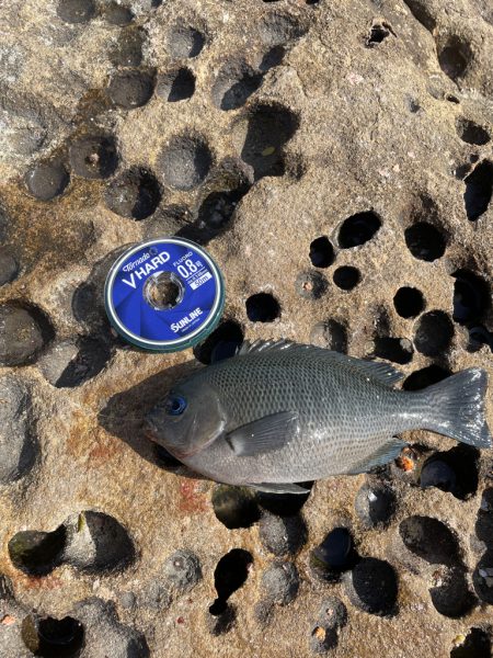 アジ釣れてます❗️