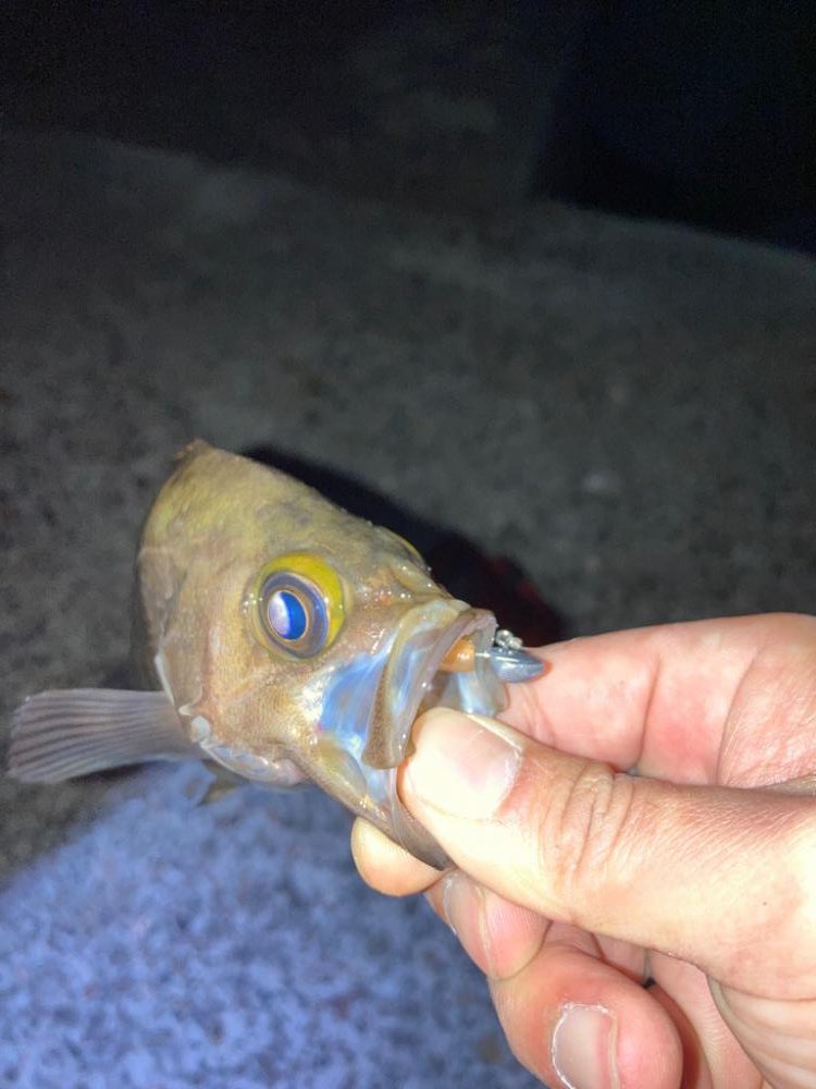 【メバリング】短時間釣行