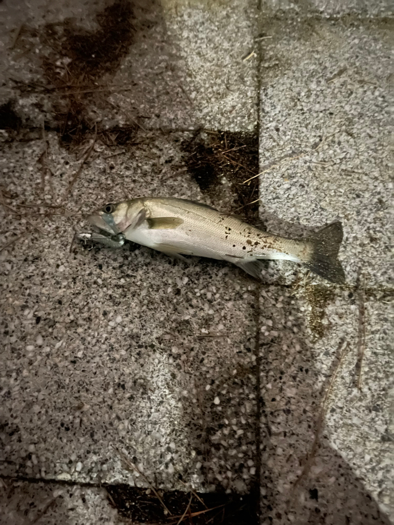 チーバスと謎のゴミ