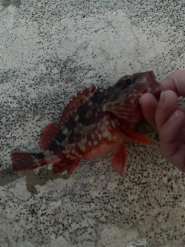 ショアジギング　時々　ガシリング