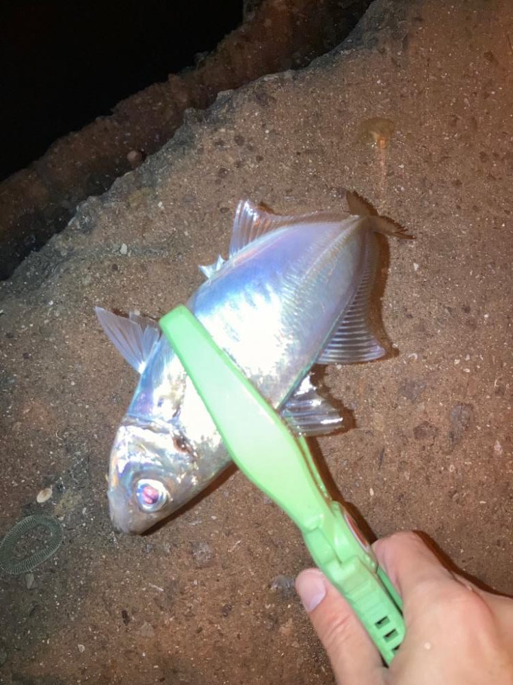 深夜のアジング