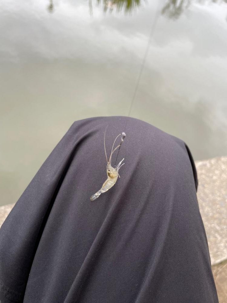 雨が降るタナゴ釣り
