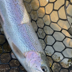 何だかんだトラウト数釣り