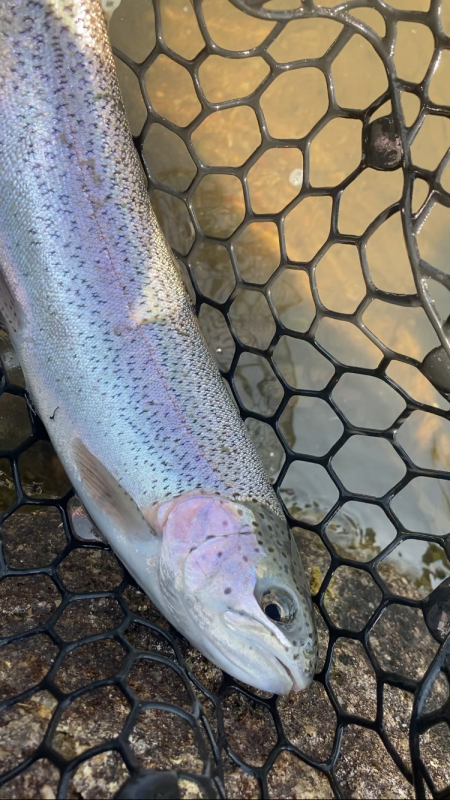 何だかんだトラウト数釣り