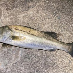 バチ抜けシーバス