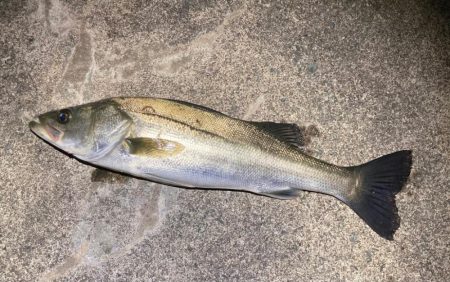 バチ抜けシーバス