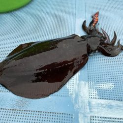 マイボートで春アオリを