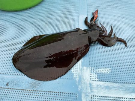 マイボートで春アオリを