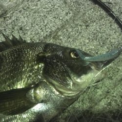 新年度からチヌ