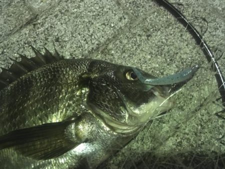 新年度からチヌ