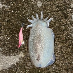コウイカ狙いのエギング
