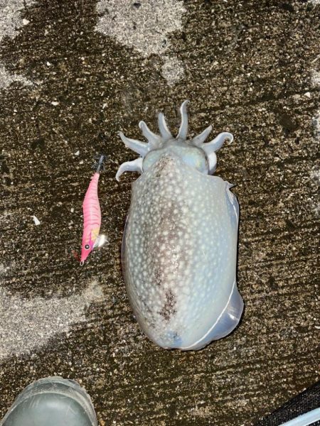 コウイカ狙いのエギング
