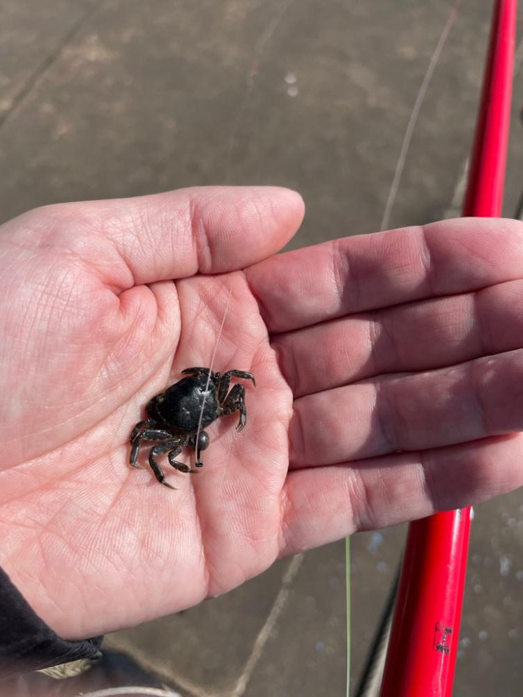 湾奥でヘチ釣り