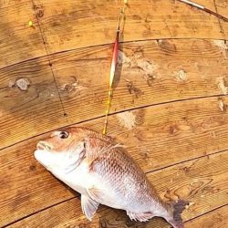 海上釣堀で石鯛に大鯛