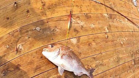 海上釣堀で石鯛に大鯛