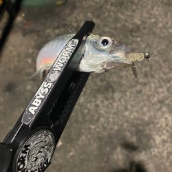 イカが釣れなかったから…