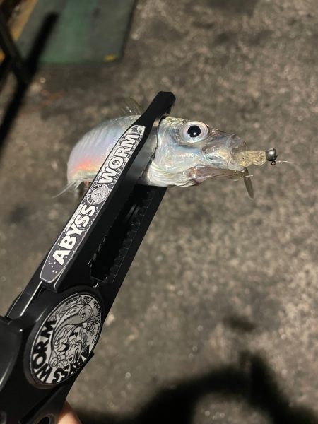 イカが釣れなかったから…