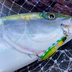 ジャックアイマキマキで今シーズン初青物！