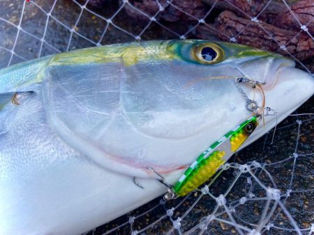 ジャックアイマキマキで今シーズン初青物！